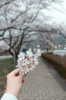 donna mano Tenere sakura fiore contro sakura albero sfondo foto