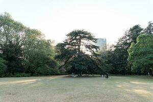 tokyo, Giappone - aprile 11, 2023 pino alberi nel Shinjuku gioen nazionale giardino foto