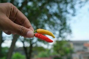 foto di un' mucchio di fresco rosso peperoncini