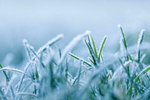 verde erba con mattina brina e luce del sole nel giardino, congelato erba su prato a Alba, impianti per astratto naturale sfondo. inverno natura avvicinamento foto