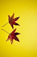 foglie di acero rosso su sfondo giallo nella stagione autunnale foto