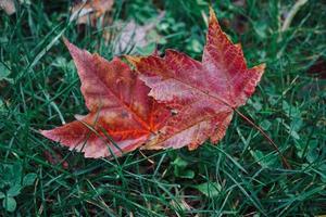 foglie di acero rosso nella stagione autunnale foto