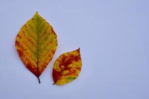 foglie marroni nella stagione autunnale foto