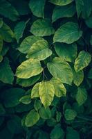 foglie di piante verdi sullo sfondo verde della natura