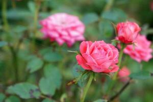 rosa rosa sfondo con verde foglie, aachener dom pianta foto