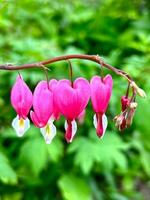 bellissimo forma di il a forma di cuore Cupido fiore dicentra spectabilis su un' verde sfondo foto