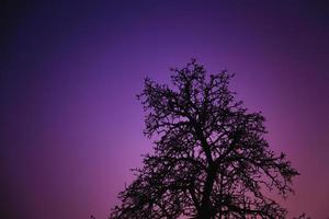 primo piano della siluetta dell'albero nel cielo notturno al crepuscolo foto