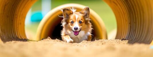 agilità sport per cani, un' cane corre nel un' tunnel a un' concorrenza, striscione, fatto con generativo ai foto