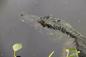 alligatori nel il selvaggio di il zone umide o paludi conosciuto come il pantanal nel mamato grosso, brasile foto