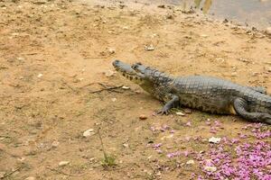 alligatori nel il selvaggio di il zone umide o paludi conosciuto come il pantanal nel mamato grosso, brasile foto