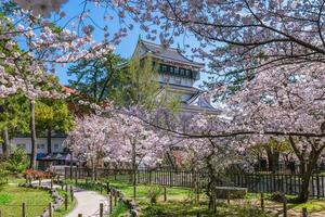 ciliegia fiorire a kokura castello nel kitakyushu, fukuoka, Giappone. foto