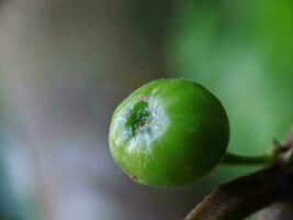 vicino su, foto di foresta pianta frutta