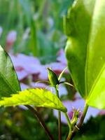 vicino su, macro fotografia di impianti, fiori foto