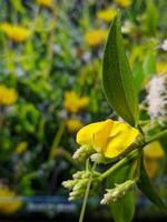 vicino su, macro fotografia di impianti, fiori foto