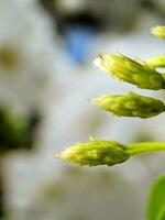 vicino su, macro fotografia di impianti, fiori foto