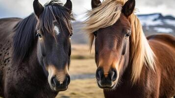 il islandese cavallo Maggio essere un' razza di cavallo fatto nel Islanda. avvicinamento islandese destrieri. creativo risorsa, ai generato foto
