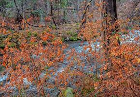 creekside color lake creek vicino al lago suttle o foto