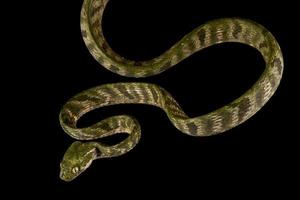 bengkulu gatto serpente boiga bengkuluensis foto