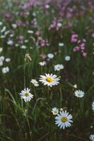 dettaglio di margherita con rugiada gocce nel primavera prato nel il mattina nel verticale formato foto