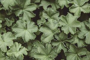 superiore Visualizza di mattina rugiada su le foglie di verde le foglie di alchemilla - signora mantello foto
