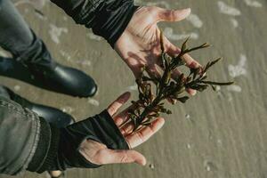 verde alghe marine il naturale medicina posa nel Da donna mani sopra il sabbia di il spiaggia di il costa di il nord mare nel Danimarca foto