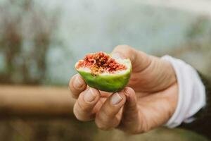 metà di un' fresco, succoso e dolce rosso e verde Figura appena raccolto a partire dal il albero, Tenere nel il donna di mano foto