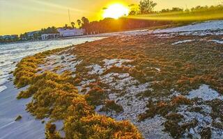 caraibico spiaggia tramonto totalmente sporco sporco cattiva alga marina problema Messico. foto