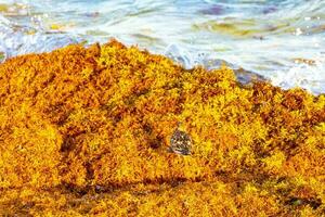 beccaccino beccaccino piovanelli uccello uccelli mangiare sargazo su spiaggia Messico. foto