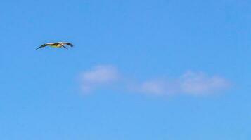 volante gabbiano uccello con blu cielo sfondo nuvole nel Messico. foto