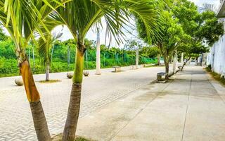 tropicale naturale palma albero palme blu cielo nel Messico. foto