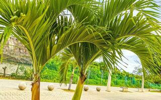 tropicale naturale palma albero palme blu cielo nel Messico. foto