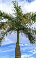 tropicale naturale palma albero palme blu cielo nel Messico. foto