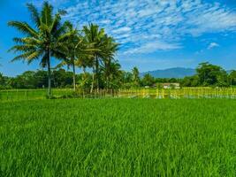 bellissimo verde riso risaia campo Visualizza con blu cielo. foto