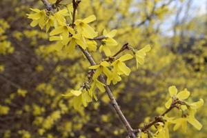 un ramo di forsizia gialla all'inizio della primavera foto