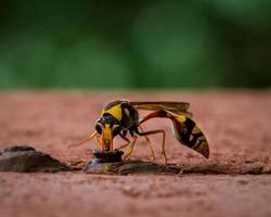 potter wasp buidling nest foto