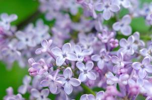 bei fiori di lillà viola in fiore al sole foto