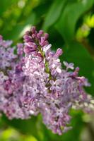 bei fiori di lillà viola in fiore al sole foto