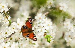 bellissimo farfalla ammiraglio vanessa atalanta su il rami di ciliegia fiori. primavera sfondo. avvicinamento. selettivo messa a fuoco. foto