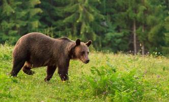 scena della fauna selvatica dell'orso bruno foto