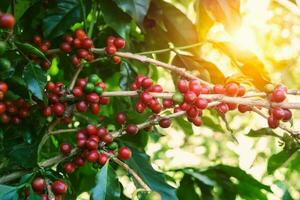 fresco caffè fagioli su albero nel azienda agricola foto