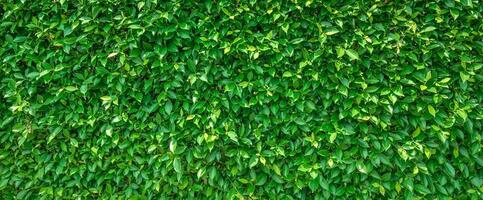 verde le foglie sfondo struttura nel natura foto