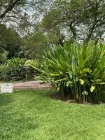 perdana botanico giardino botanico giardino nel Malaysia foto