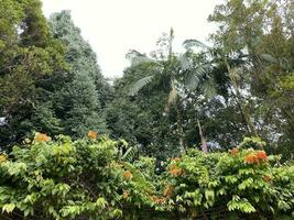 naturale giardino , tangga putrajaya passaggi nel Malaysia foto