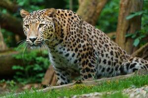 persiano leopardo nel zoo foto