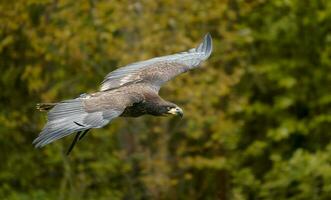 volo dell'aquila calva foto