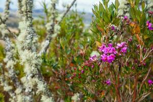 tipico vegetazione di il paramo le zone nel Colombia foto