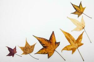 colorato autunno le foglie sfondo. autunno concetto. foto