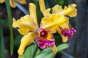 orchidea appartenente per cattleya genere. colombiano fiori foto