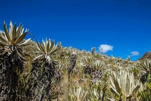 fragilejones e tipico vegetazione di il paramo le zone nel Colombia foto