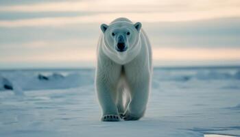 carino artico mammifero guardare a telecamera su ghiaccio generato di ai foto